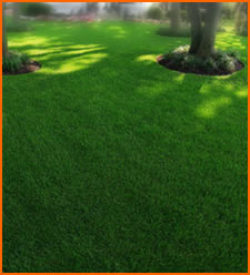 mowed_lawn.jpg